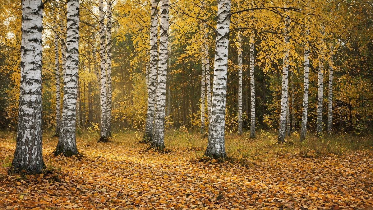 Autumn birch grove with golden leaves and fallen foliage
